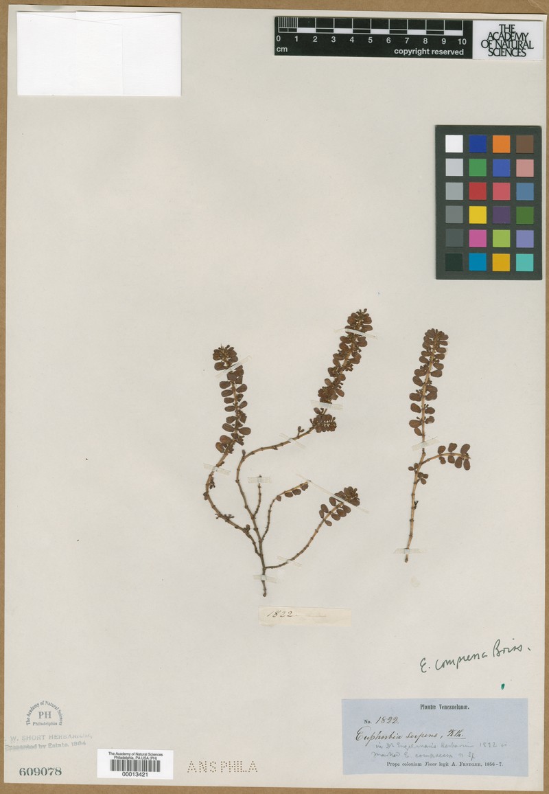 Euphorbia compressa