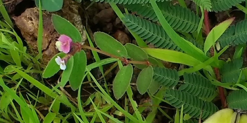 Euphorbia concanensis photo 2