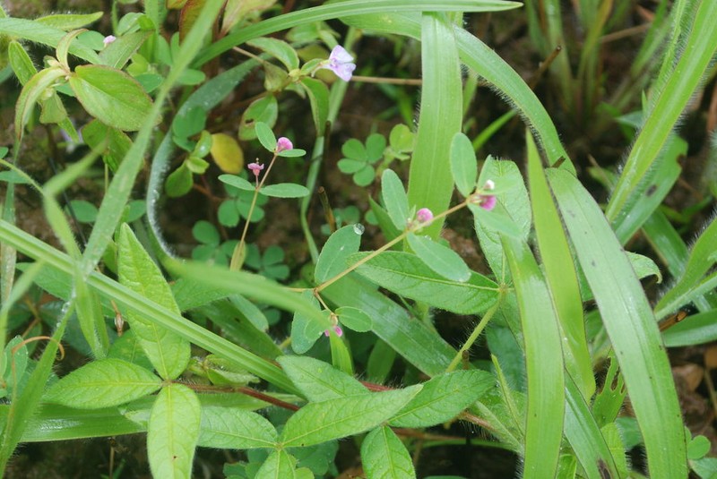 Euphorbia concanensis photo 4