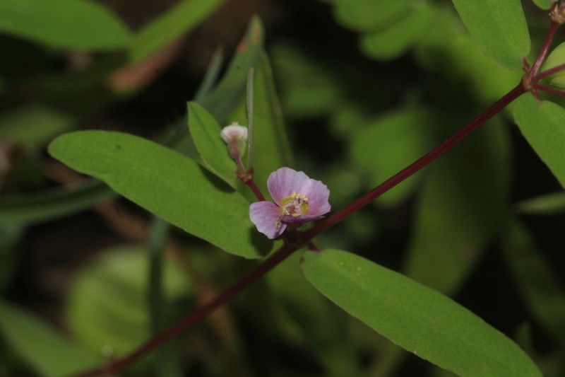 Euphorbia concanensis photo 5