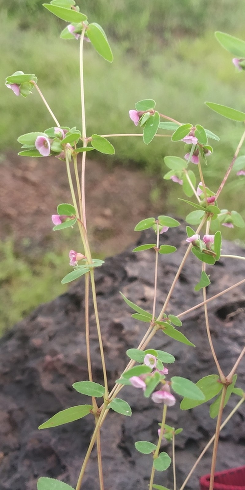 Euphorbia concanensis photo 6