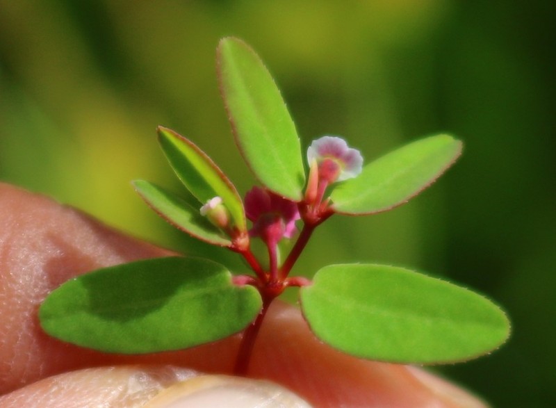 Euphorbia concanensis photo 7