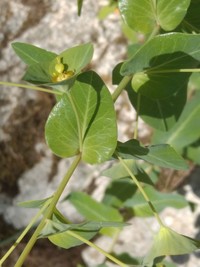 Euphorbia condylocarpa