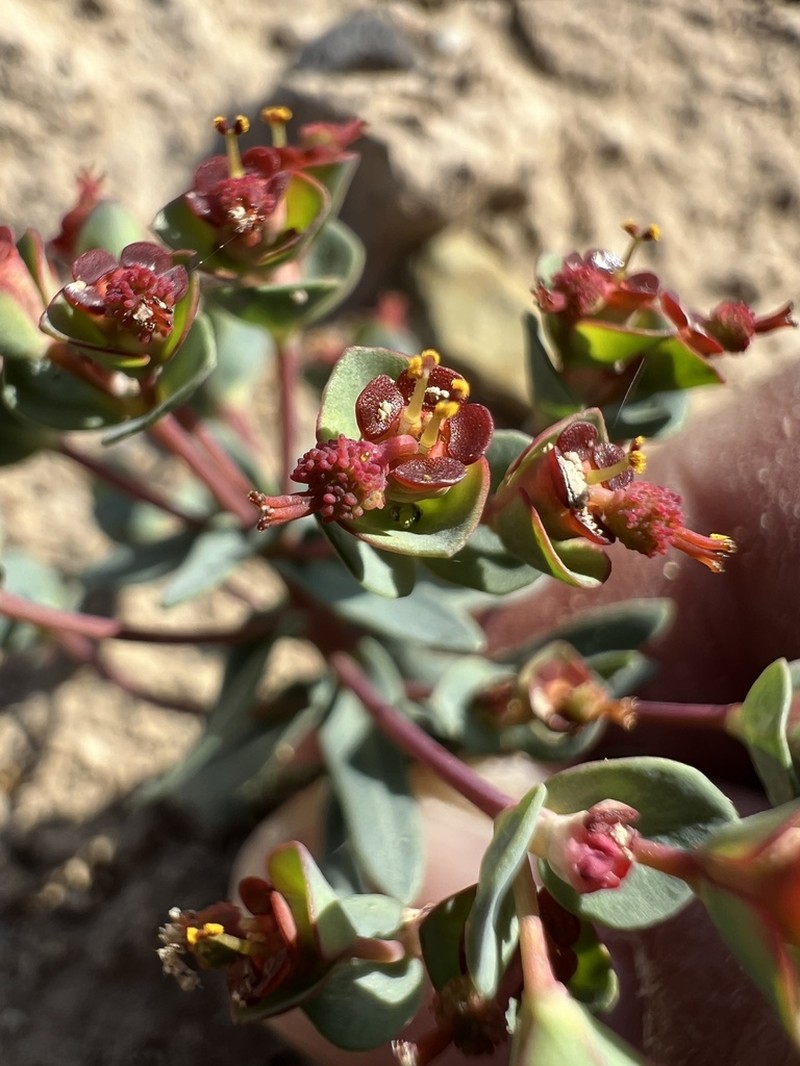 Euphorbia condylocarpa photo 2