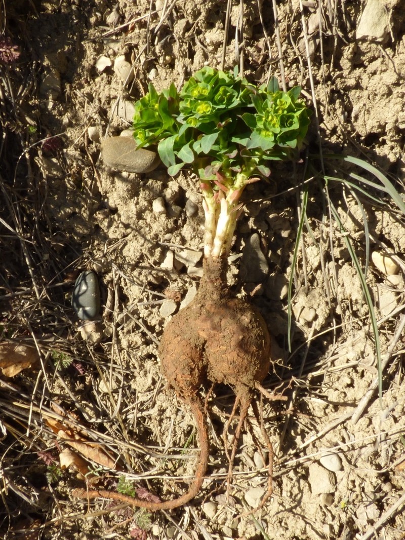 Euphorbia condylocarpa photo 3