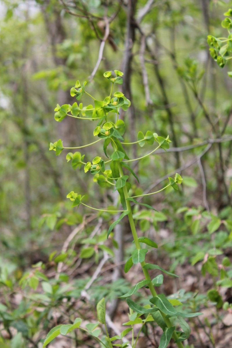 Euphorbia condylocarpa photo 4