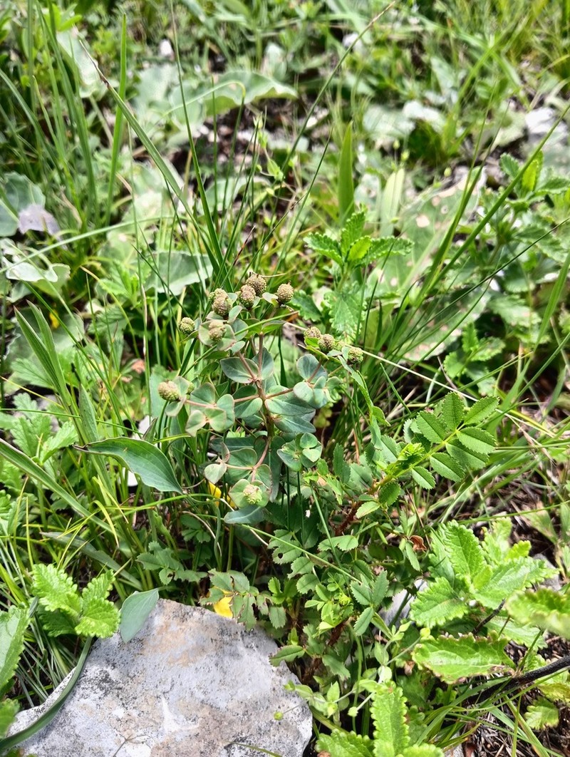 Euphorbia condylocarpa photo 5