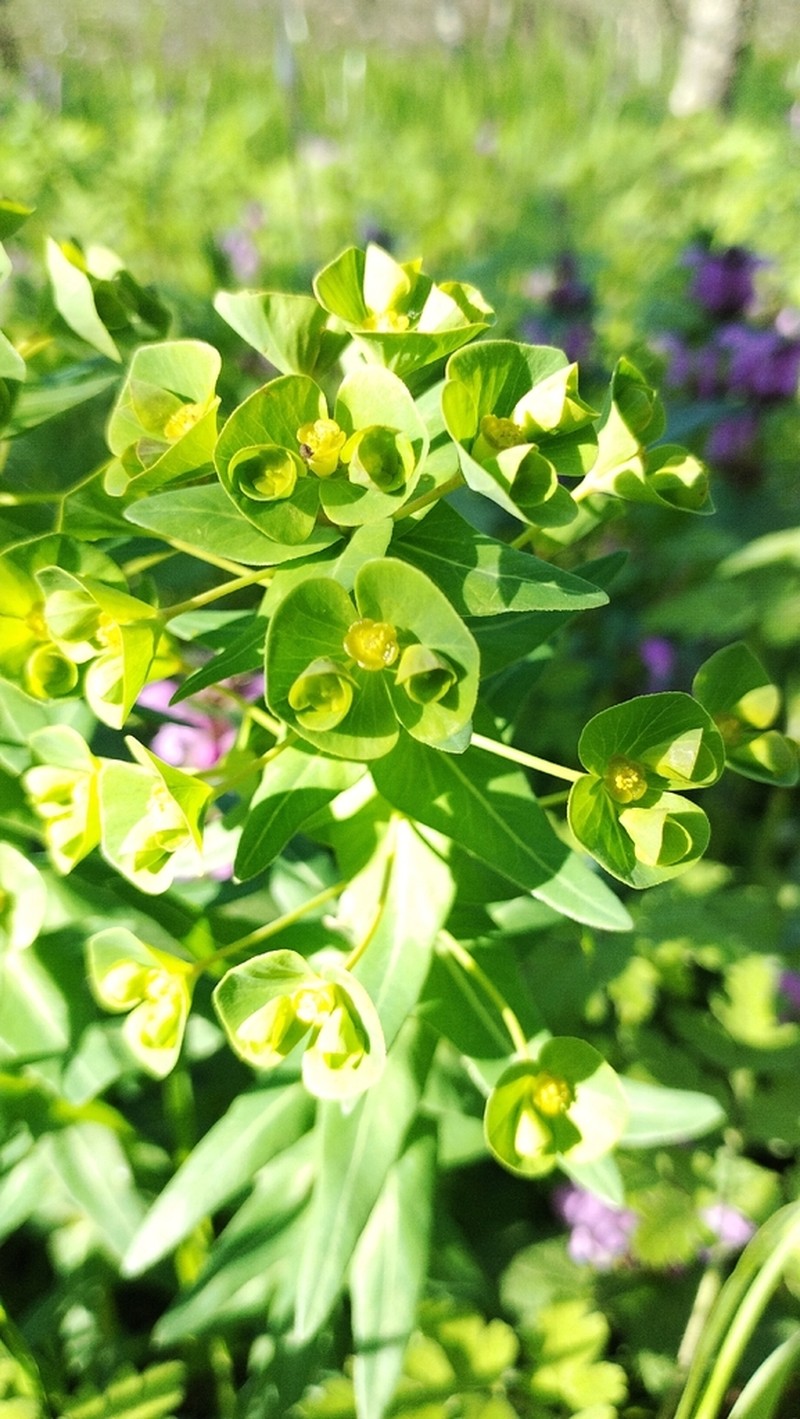Euphorbia condylocarpa photo 6