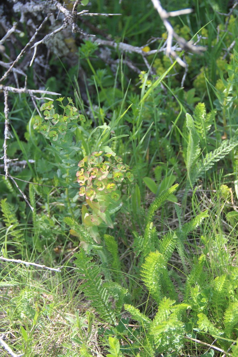 Euphorbia condylocarpa photo 7