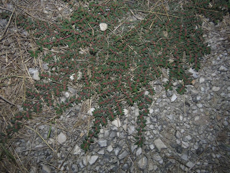 Everglade Key Sandmat