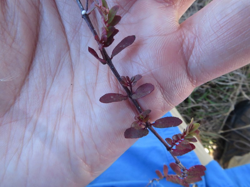 Everglade Key Sandmat photo 4