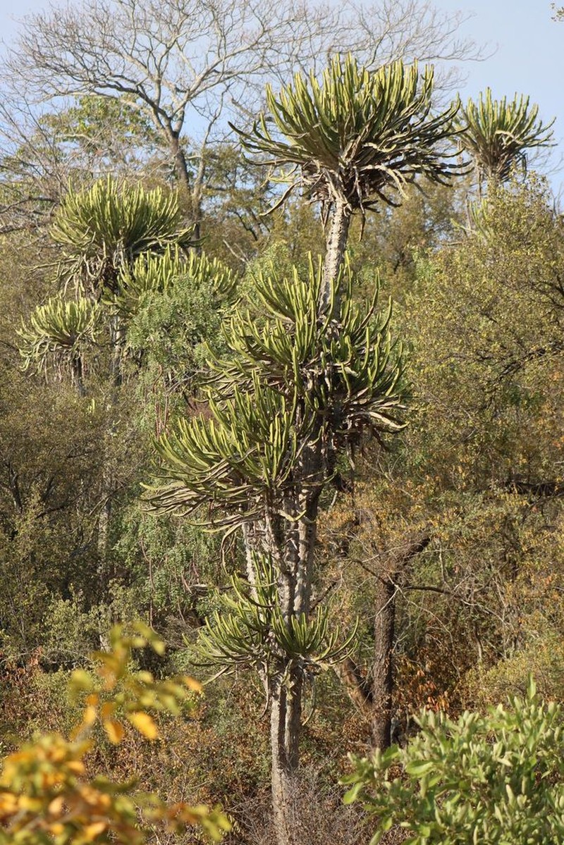 Euphorbia confinalis