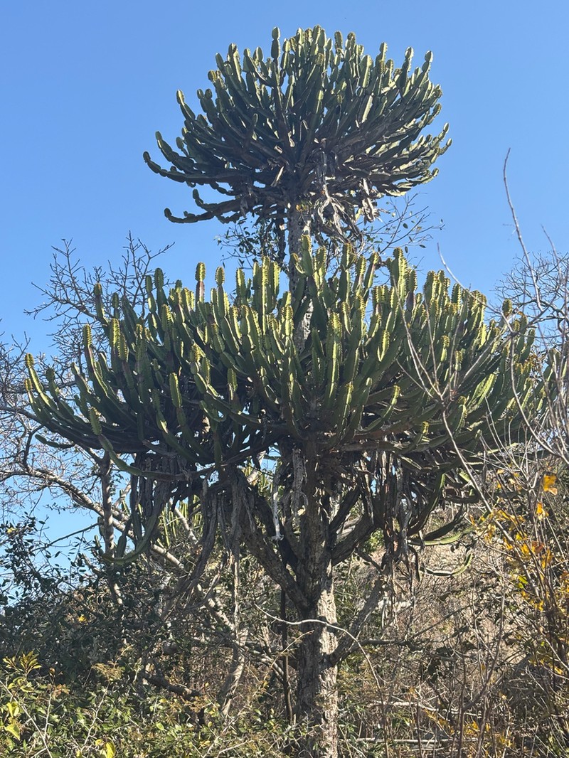 Euphorbia confinalis photo 2