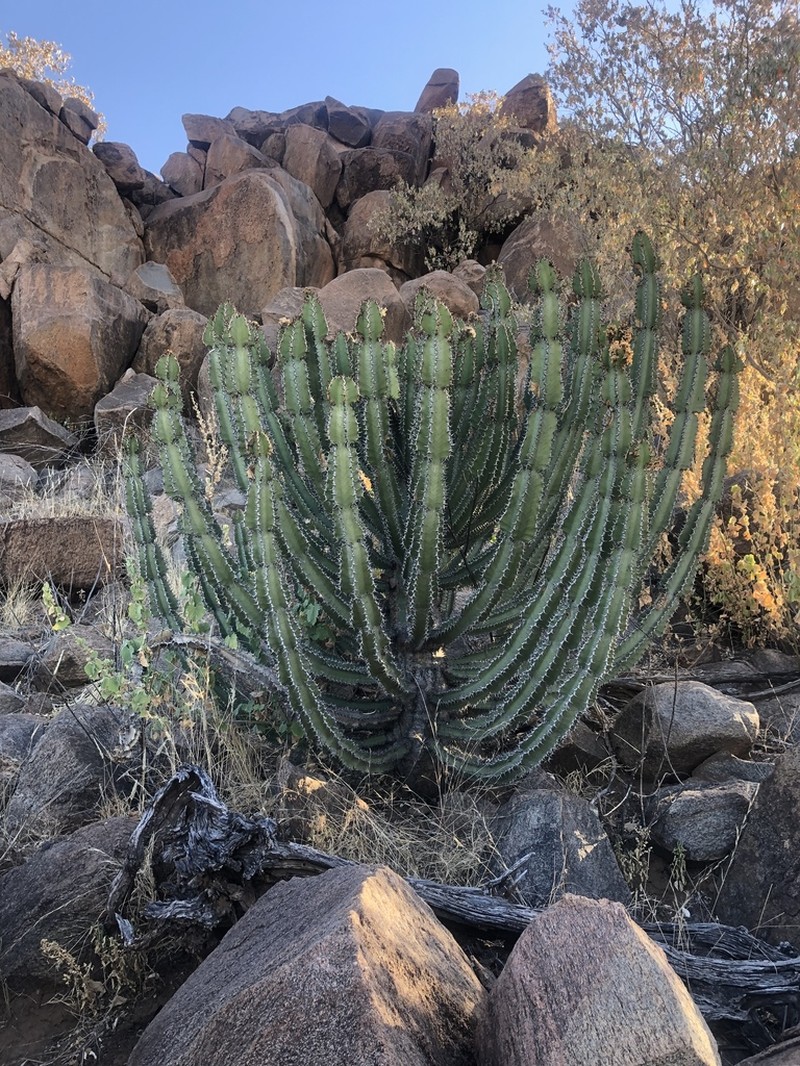 Euphorbia confinalis photo 4