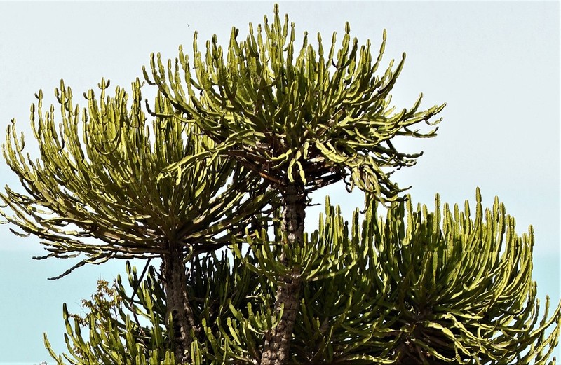 Euphorbia confinalis photo 6
