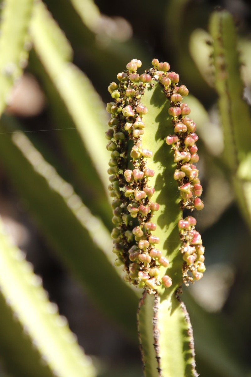 Euphorbia confinalis photo 7