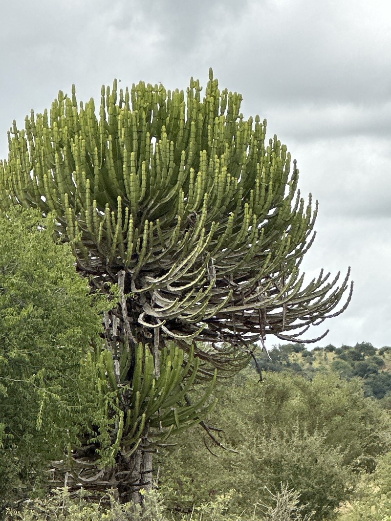 Euphorbia confinalis subsp. confinalis