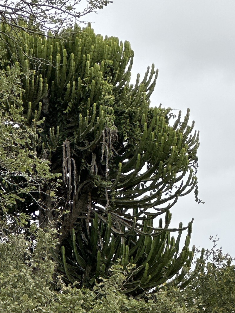 Euphorbia confinalis subsp. confinalis photo 2