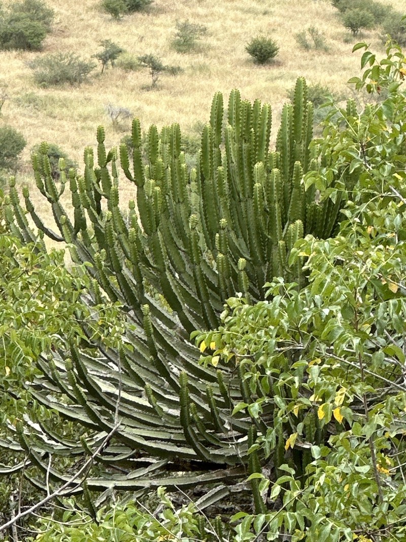 Euphorbia confinalis subsp. confinalis photo 3