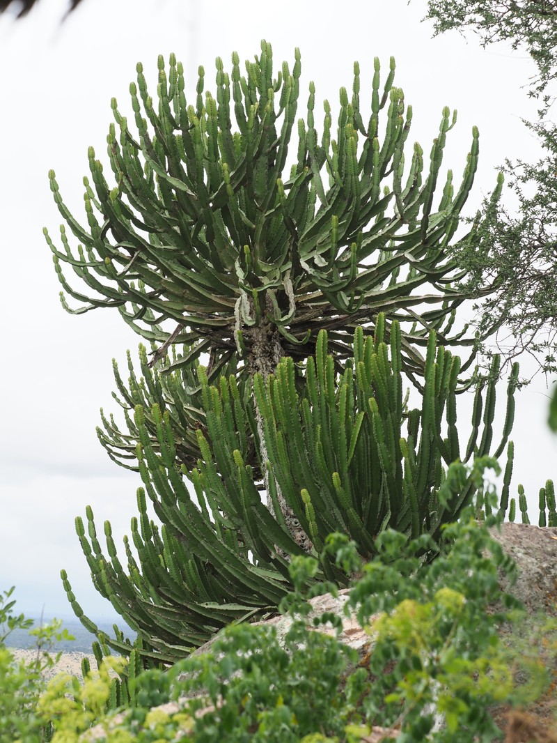 Euphorbia confinalis subsp. confinalis photo 4