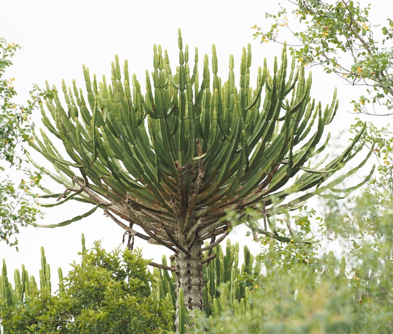 Euphorbia confinalis subsp. confinalis photo 5