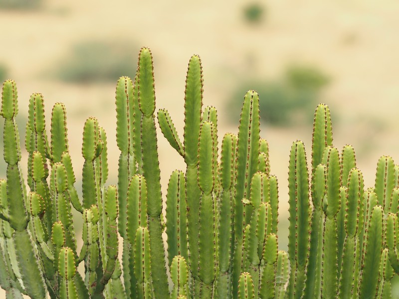 Euphorbia confinalis subsp. confinalis photo 6
