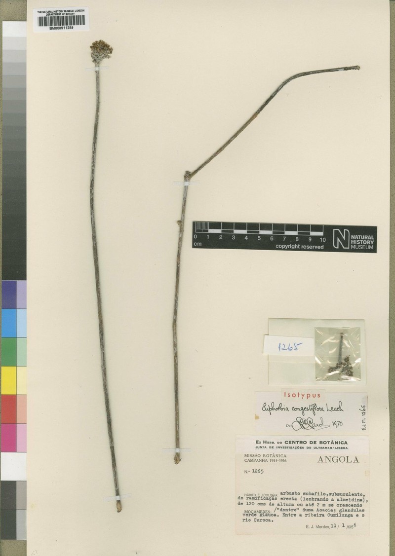 Euphorbia congestiflora photo 2