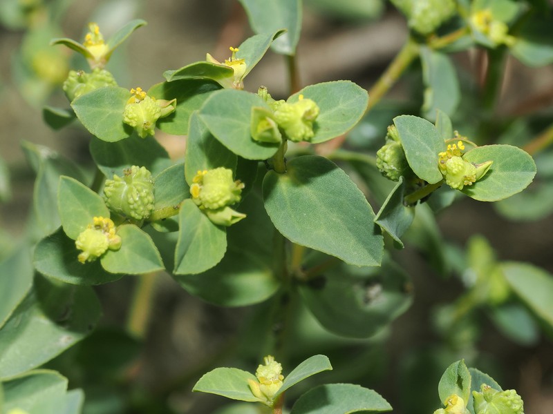 Euphorbia coniosperma photo 3
