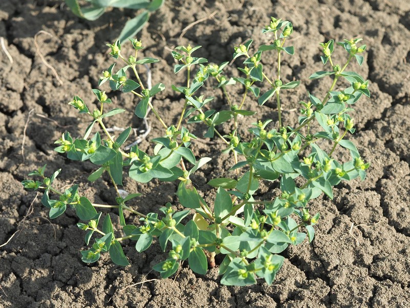 Euphorbia coniosperma photo 4