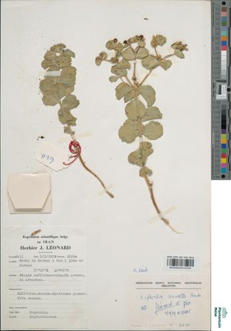 Euphorbia connata