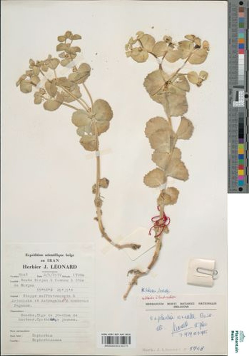 Euphorbia connata photo 2