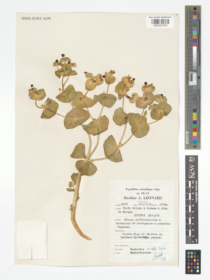 Euphorbia connata photo 3
