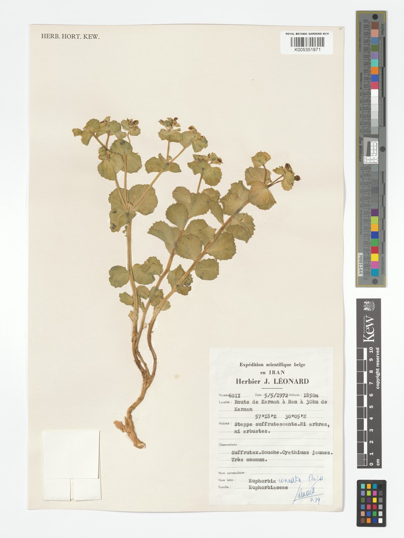Euphorbia connata photo 4
