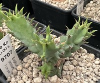Euphorbia contorta