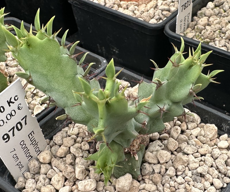 Euphorbia contorta