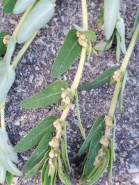Euphorbia convolvuloides