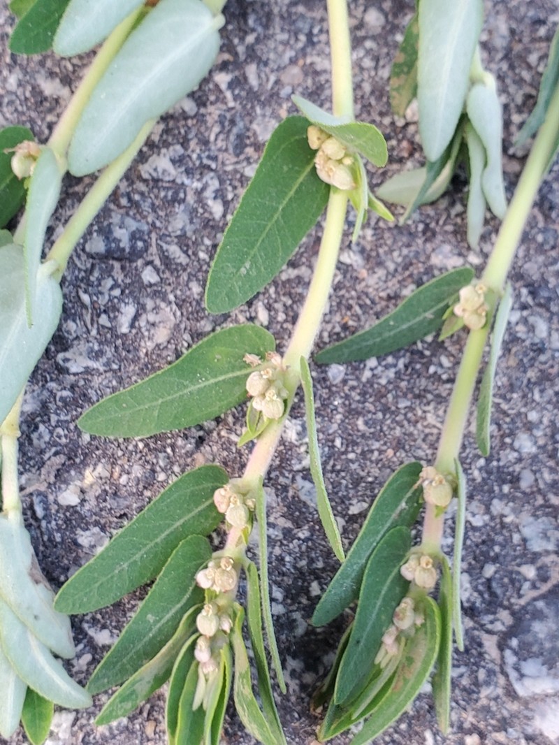 Euphorbia convolvuloides