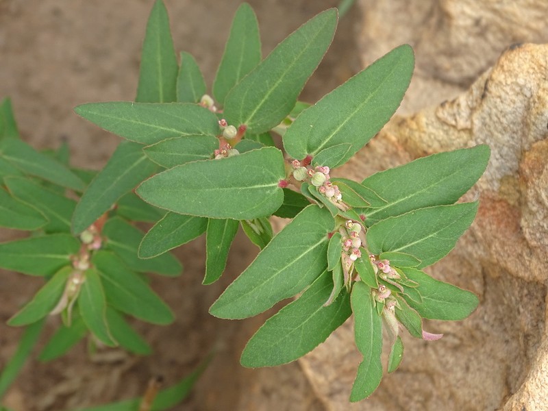 Euphorbia convolvuloides photo 2