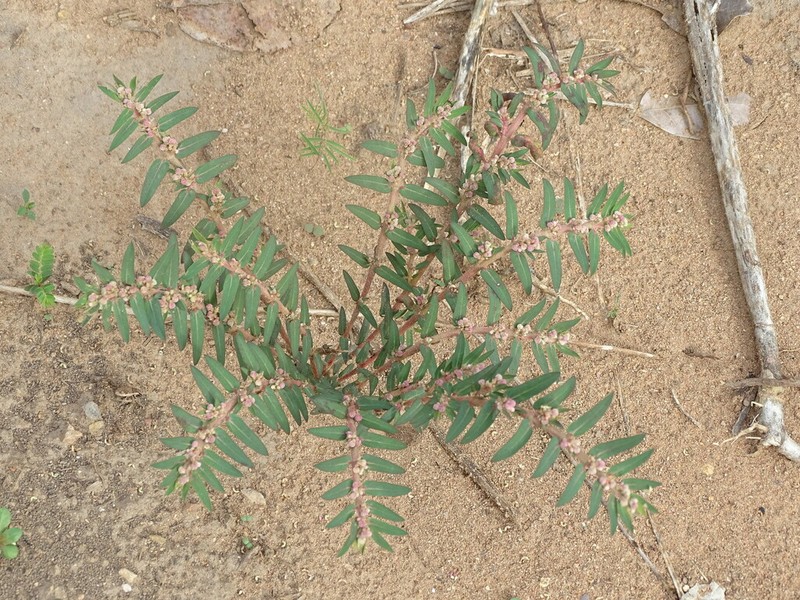 Euphorbia convolvuloides photo 3