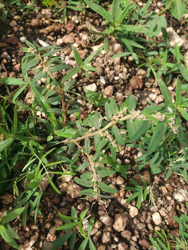 Euphorbia convolvuloides photo 4