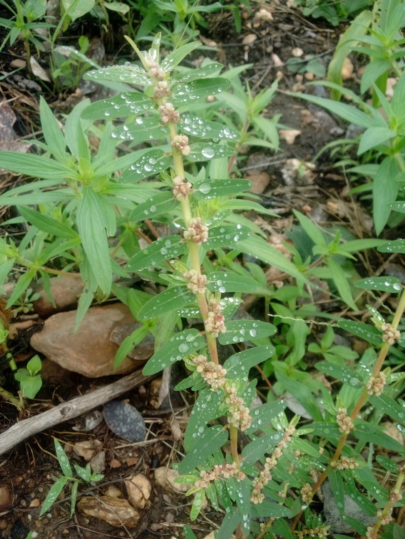 Euphorbia convolvuloides photo 5