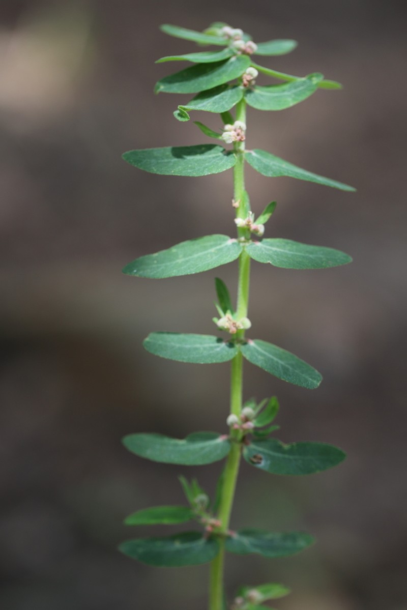 Euphorbia convolvuloides photo 6