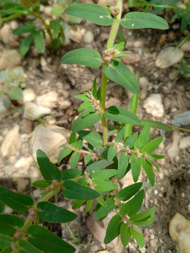 Euphorbia convolvuloides photo 7