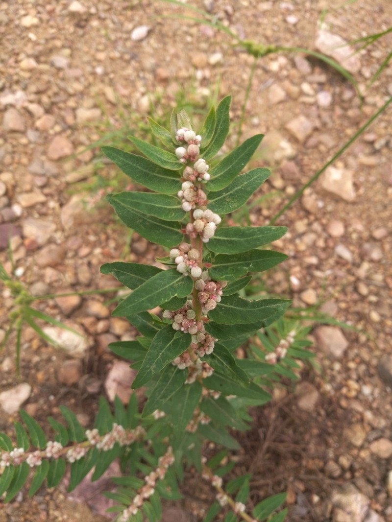 Euphorbia convolvuloides photo 8