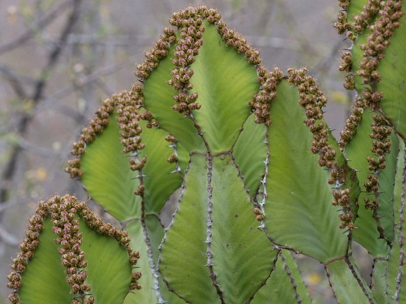 Candelabra Tree photo 3