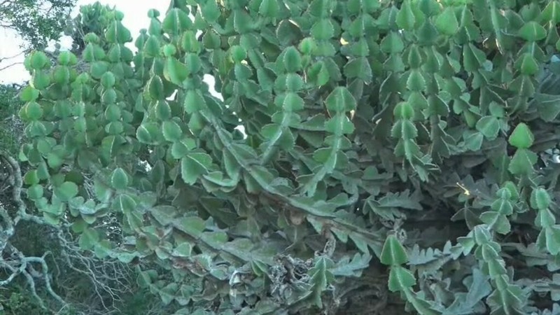 Candelabra Tree photo 6