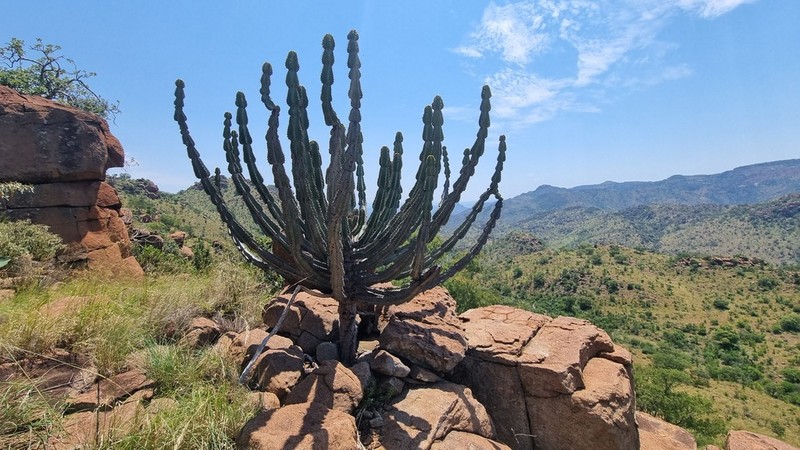 Candelabra Tree photo 8