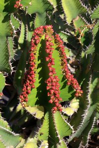 Candelabra Tree