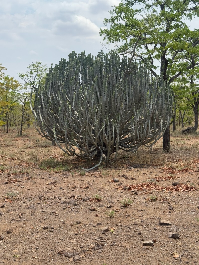 Euphorbia cooperi var. calidicola