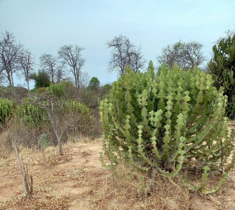 Euphorbia cooperi var. calidicola photo 2